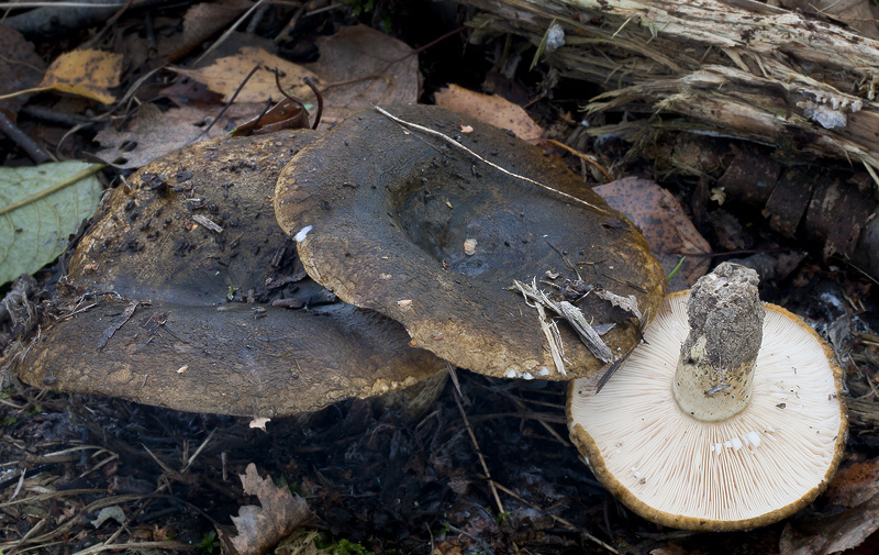 Lactarius turpis